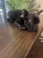 Champ, a male French Bulldog for sale in San Diego Country Estates, CA – Photo 2 of 4