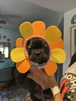 Champ, a male French Bulldog for sale in San Diego Country Estates, CA – Photo 3 of 4