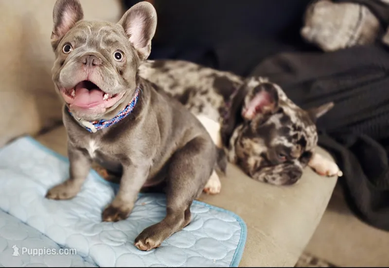 Biscotti (Full Fluffy Blue Lilac) – French Bulldog puppy for sale in Hope Mills, NC