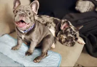 Biscotti (Full Fluffy Blue Lilac), a male French Bulldog for sale in Hope Mills, NC – 1 of 10