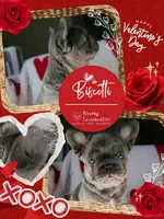 Biscotti, a male French Bulldog for sale in Hope Mills, NC – Photo 4 of 10