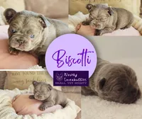 Biscotti, a male French Bulldog for sale in Hope Mills, NC – Photo 7 of 10