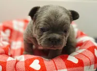 Biscotti, a male French Bulldog for sale in Hope Mills, NC – Photo 10 of 10