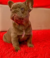 Biscotti, a male French Bulldog for sale in Hope Mills, NC – Photo 1 of 10