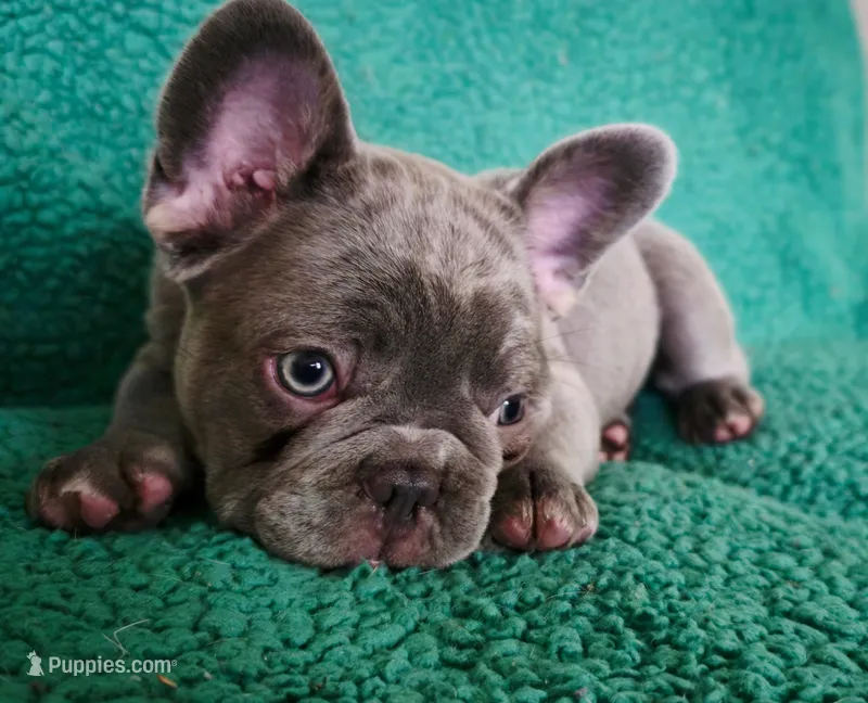 Biscotti – French Bulldog puppy for sale in Hope Mills, NC
