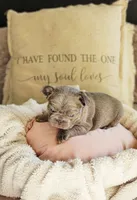 Biscotti, a male French Bulldog for sale in Hope Mills, NC – Photo 8 of 10