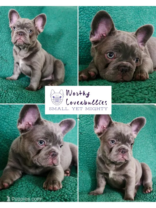 Biscotti – French Bulldog puppy for sale in Hope Mills, NC