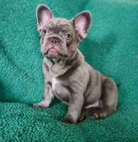 Biscotti (Full Fluffy Blue Lilac), a male French Bulldog for sale in Hope Mills, NC – 9 of 10