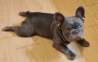 Biscotti (Full Fluffy Blue Lilac), a male French Bulldog for sale in Hope Mills, NC – 2 of 10