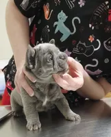 Biscotti (Full Fluffy Blue Lilac), a male French Bulldog for sale in Hope Mills, NC – 6 of 10