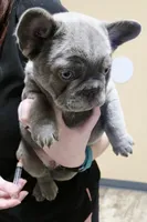 Biscotti (Full Fluffy Blue Lilac), a male French Bulldog for sale in Hope Mills, NC – 5 of 10