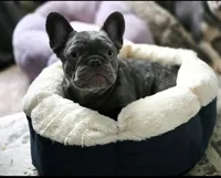 Biscotti (Full Fluffy Blue Lilac), a male French Bulldog for sale in Hope Mills, NC – 4 of 10