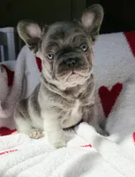 Biscotti (Full Fluffy Blue Lilac), a male French Bulldog for sale in Hope Mills, NC – 8 of 10