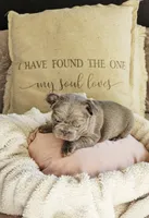 Biscotti (Full Fluffy Blue Lilac), a male French Bulldog for sale in Hope Mills, NC – 7 of 10