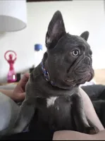 Biscotti (Full Fluffy Blue Lilac), a male French Bulldog for sale in Hope Mills, NC – 3 of 10