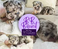 BB Biscuit, a female French Bulldog for sale in Hope Mills, NC – Photo 6 of 10