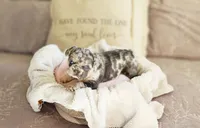 BB Biscuit, a female French Bulldog for sale in Hope Mills, NC – Photo 9 of 10