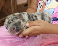 BB Biscuit, a female French Bulldog for sale in Hope Mills, NC – Photo 5 of 10