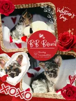 BB Biscuit, a female French Bulldog for sale in Hope Mills, NC – Photo 3 of 10