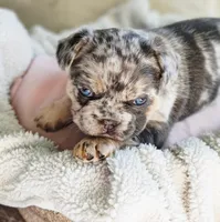 BB Biscuit, a female French Bulldog for sale in Hope Mills, NC – Photo 7 of 10