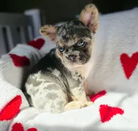 BB Biscuit, a female French Bulldog for sale in Hope Mills, NC – Photo 2 of 10