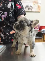 BB Biscuit, a female French Bulldog for sale in Hope Mills, NC – Photo 4 of 10