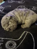 Blue Merle female , a female English Bulldog for sale in San Diego, CA – 6 of 9