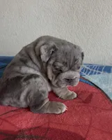 Blue Merle female , a female English Bulldog for sale in San Diego, CA – 1 of 9