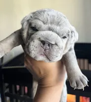 Blue Merle female , a female English Bulldog for sale in San Diego, CA – 3 of 9