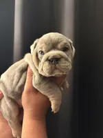 Blue Merle female , a female English Bulldog for sale in San Diego, CA – 2 of 9