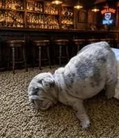 Blue Merle female , a female English Bulldog for sale in San Diego, CA – 4 of 9