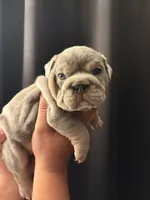 Blue Merle female , a female English Bulldog for sale in San Diego, CA – 5 of 9