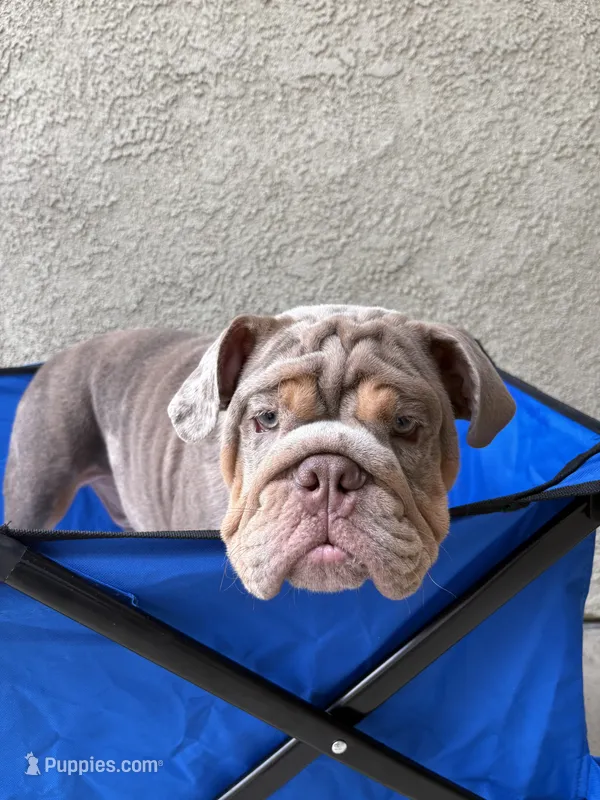 Lilac Merle male – English Bulldog puppy for sale in Chula Vista, CA