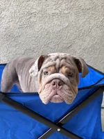 Lilac Quad Merle male , a male English Bulldog for sale in San Diego, CA – 5 of 10