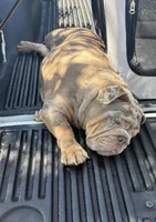 Lilac Merle male ( potty trained ), a male English Bulldog for sale in Chula Vista, CA – 7 of 8