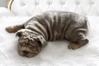 Lilac Tri Merle male , a male English Bulldog for sale in San Diego, CA – 3 of 10