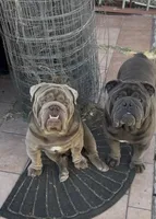Full blue suit seal , a male English Bulldog for sale in San Diego, CA – 5 of 7