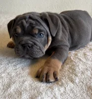 Blue Tri female, a female English Bulldog for sale in San Diego, CA – 3 of 9