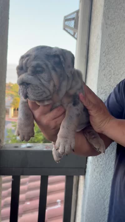 Blue Quad Merle female , a female English Bulldog for sale in San Diego, CA – 10 of 10