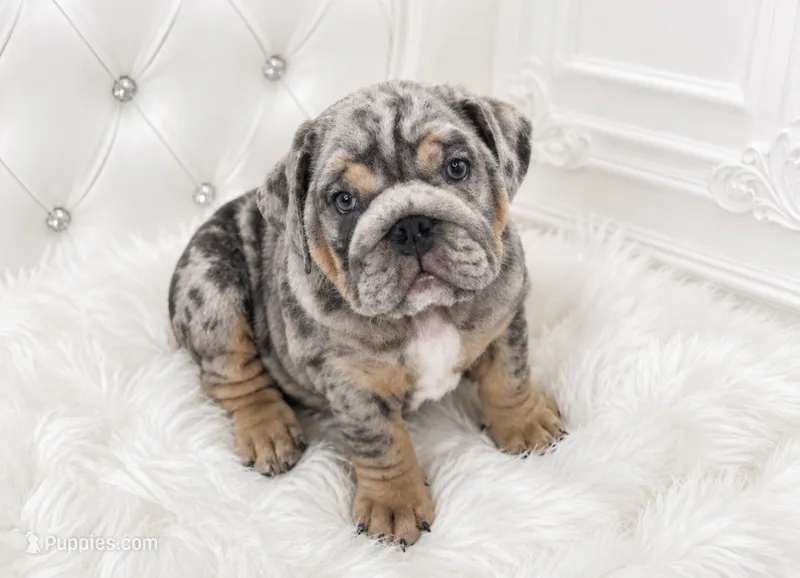 Blue Tri Merle female  – English Bulldog puppy for sale in San Diego, CA