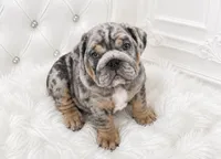 Blue Quad Merle female , a female English Bulldog for sale in San Diego, CA – 1 of 10