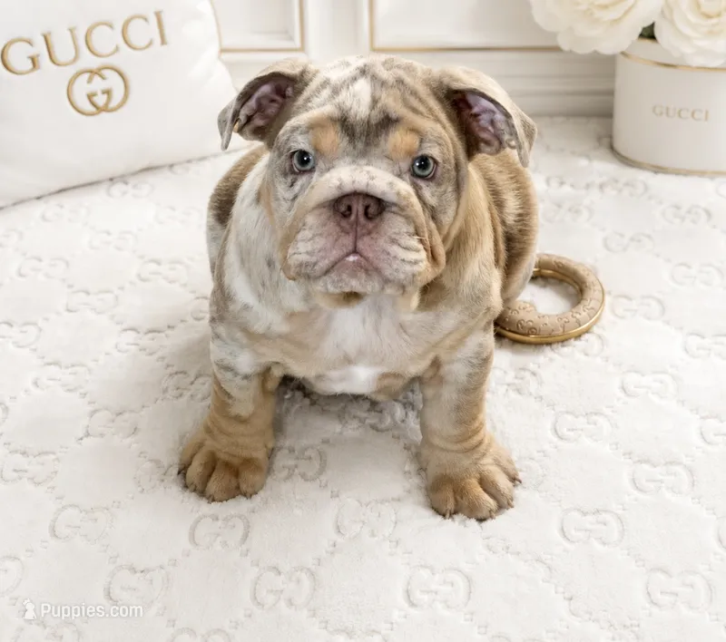 Lilac Tri Merle male  – English Bulldog puppy for sale in San Diego, CA