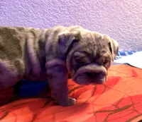 Blue Tri Merle female , a female English Bulldog for sale in San Diego, CA – 4 of 9