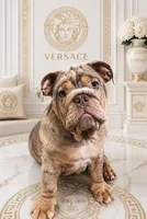 Lilac Quad Merle male , a male English Bulldog for sale in San Diego, CA – 4 of 10