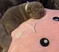 Lilac Tri female 2, a female English Bulldog for sale in San Diego, CA – 4 of 8