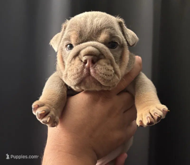 Lilac Tri female 2 – English Bulldog puppy for sale in San Diego, CA
