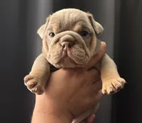 Lilac Tri female 2, a female English Bulldog for sale in San Diego, CA – 1 of 8
