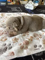 Lilac Tri female 2, a female English Bulldog for sale in San Diego, CA – 3 of 8