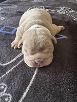 Lilac Tri female 2, a female English Bulldog for sale in San Diego, CA – 2 of 8
