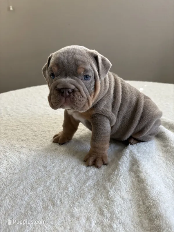 Lilac Tri male – English Bulldog puppy for sale in San Diego, CA